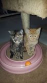 . KLOE/KC/KOSMO .