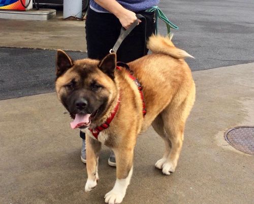 Available - Big East Akita Rescue