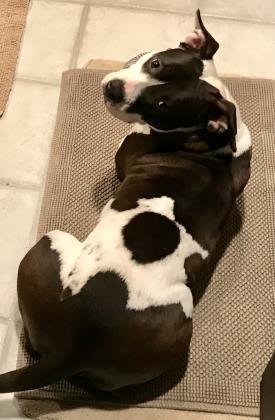 . Elsie Bella .