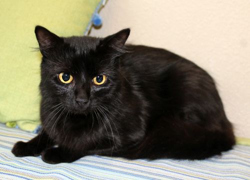 View Our Cats | SPCA of East Texas