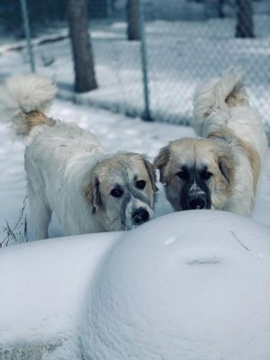 . Rudy and Bennett .