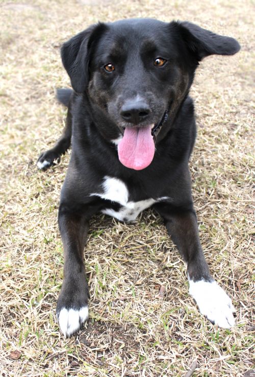 View Our Dogs | SPCA of East Texas
