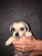 . Peanut .