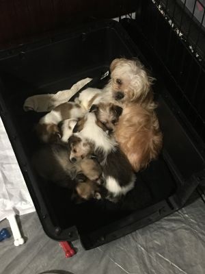 . Mocha .