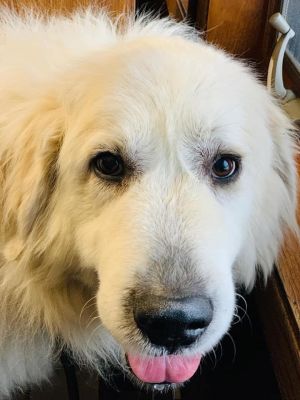 . Angel .
