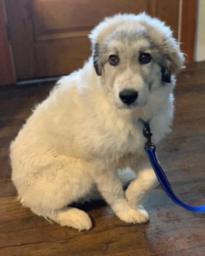 . Jonah - Adopted! .
