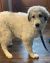 . Jonah - Adopted! .