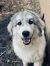 . Jonah - Adopted! .