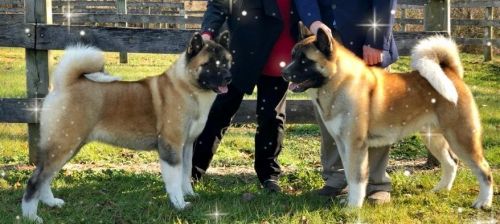 . Louie (M) & Penny (F) .