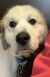 . Admiral - Adoption Pending! .