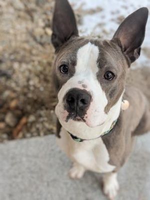 . Blue (aka Mason) .