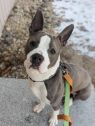 . Blue (aka Mason) .
