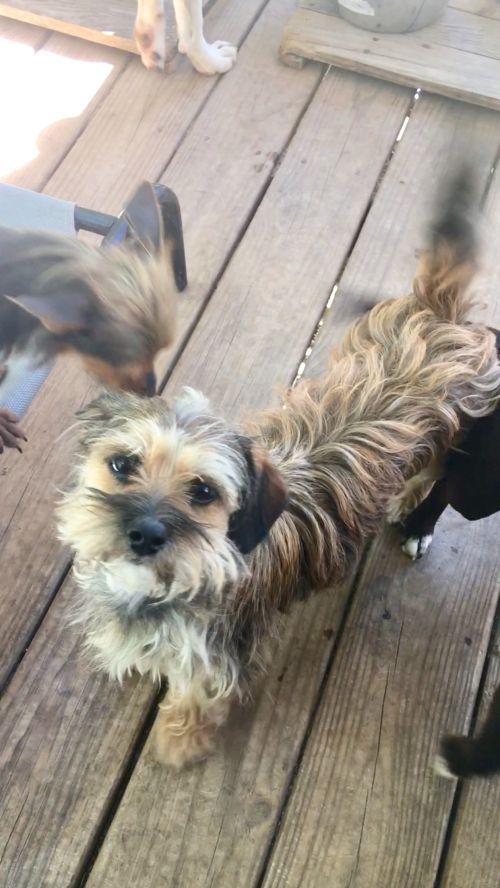 . Sassy and Chewy .