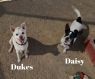 . DAISY .