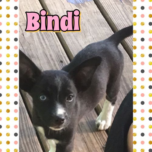 . Bindi .