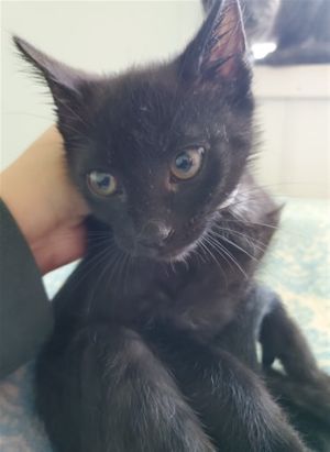 . Mango .