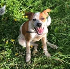 Adoptable Heelers – Pacific Northwest Cattle Dog Rescue