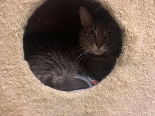 Available Animals | Fort Defiance Humane Society