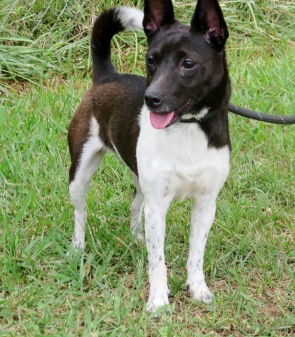 Carroll County Humane Society - Georgia