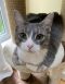 Just Cats | Hanover Humane Society | Adoption Education Prevention