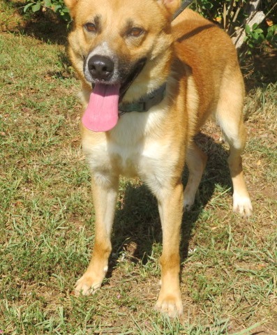 Carroll County Humane Society - Georgia