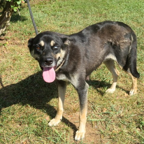 Carroll County Humane Society - Georgia