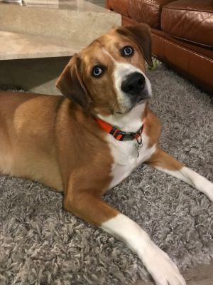 Adoptable Dogs – RESCUEDohio