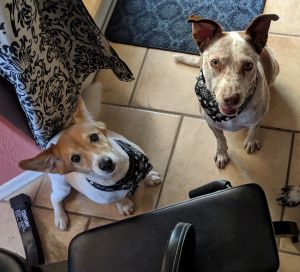 . PATCH & LILU (COURTESY POST) .