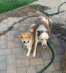 . PATCH & LILU (COURTESY POST) .
