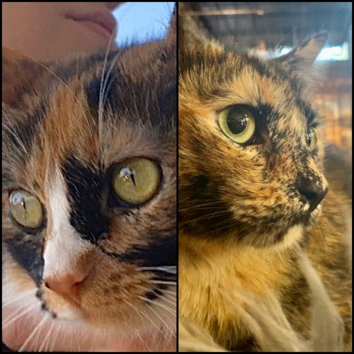 . Tangerine & Apricot .