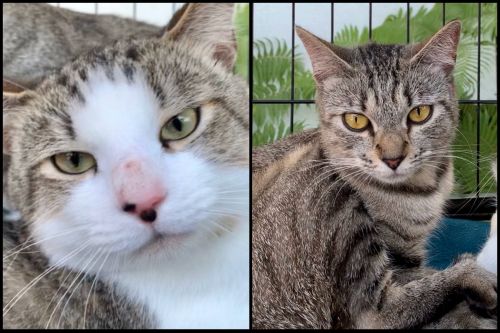 . Gozer (male) & Zuul (female) .