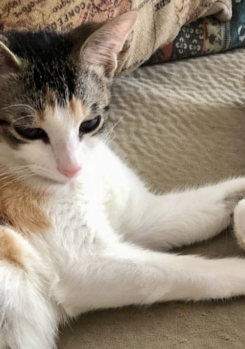 . Luna (bonded with Zoe) .