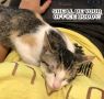 . Luna (bonded with Zoe) .