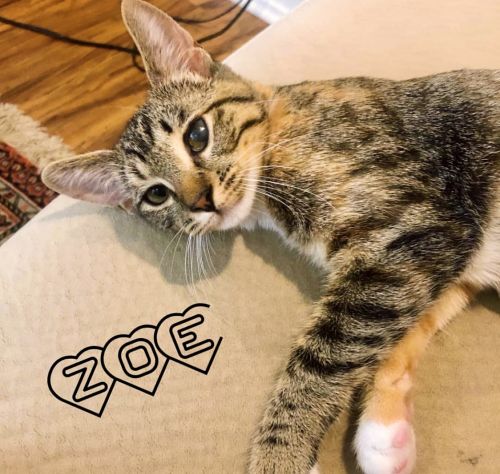 . Zoe (bonded with Luna) .