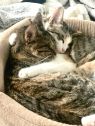 . Zoe (bonded with Luna) .
