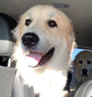 . Yeti - Adopted! .