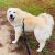 . Yeti - Adopted! .