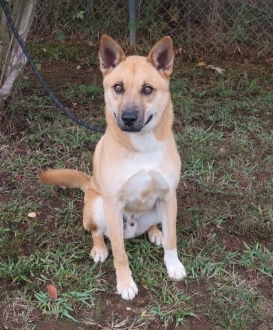 Carroll County Humane Society - Georgia