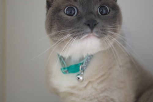 . Nala .