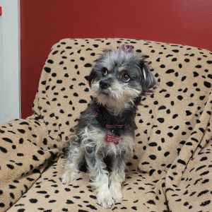 . MEEKO .