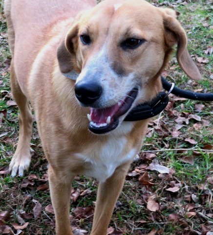 Carroll County Humane Society - Georgia