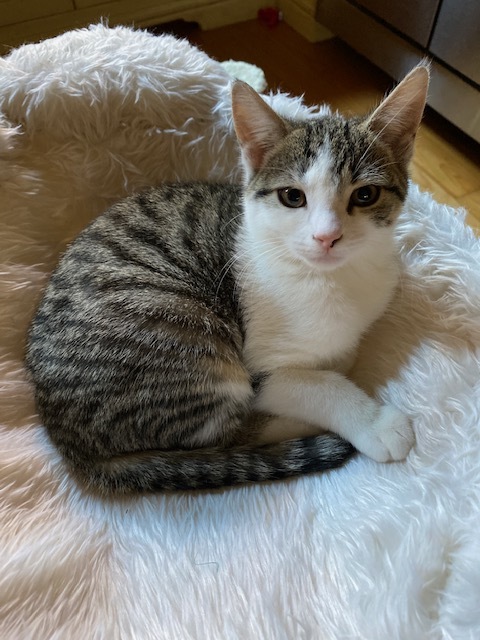 . Kittens - Diane and Oliver Ready Jan 12th .