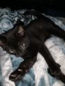 . Kittens - Diane and Oliver Ready Jan 12th .