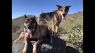 . BAILEY & JAX (COURTESY POST) .