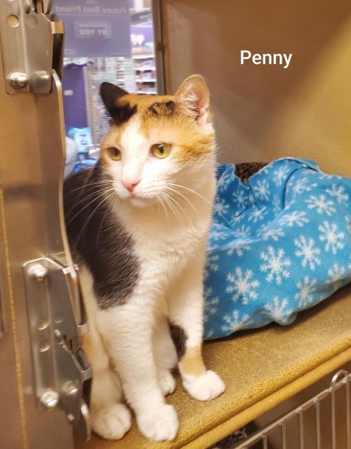. Penny .