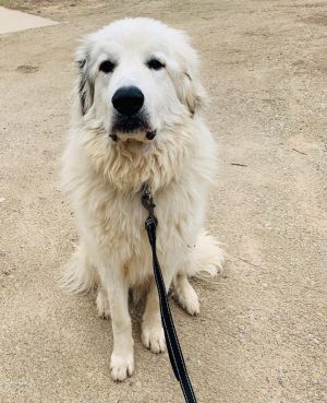 . Hudson - Adopted! .