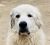 . Hudson - Adopted! .