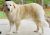 . Sarabi - Adopted! .