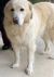 . Sarabi - Adopted! .