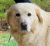 . Sarabi - Adopted! .
